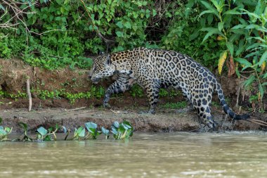  Jaguar (Panthera onca) Brezilya 'da Mata Grosso' da Kuzey Pantanal 'da su kenarında avlanmaktadır.