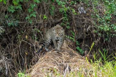  Jaguar (Panthera onca) Brezilya 'da Mata Grosso' da Kuzey Pantanal 'da su kenarında avlanmaktadır.
