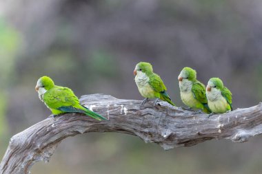 Keşiş Parakeet (Myiopsitta monachus), Quaker papağanı olarak da bilinir, sabahın erken saatlerinde Brezilya 'nın Pantanal North, Mato Grosso bölgesinde yuvalarından çıkar.