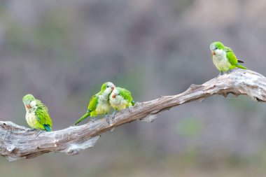 Keşiş Parakeet (Myiopsitta monachus), Quaker papağanı olarak da bilinir, sabahın erken saatlerinde Brezilya 'nın Pantanal North, Mato Grosso bölgesinde yuvalarından çıkar.