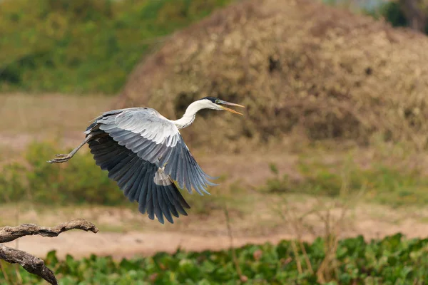 Kakao Heron Ardea Cocoi Terbang Dan Mencari Makanan Dataran Basah — Stok Foto