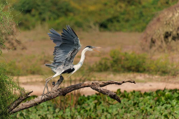 Kakao Heron Ardea Cocoi Terbang Dan Mencari Makanan Dataran Basah — Stok Foto