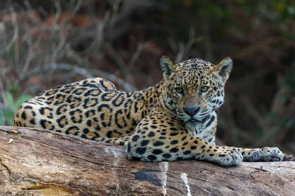 Jaguar Panthera Onca Rustend Noordelijke Pantanal Mata Grosso Brazilië — Stockfoto