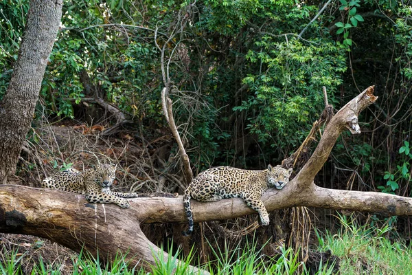 Jaguar Panthera Onca Odpočívající Severní Části Pantanal Mata Grosso Brazílii — Stock fotografie