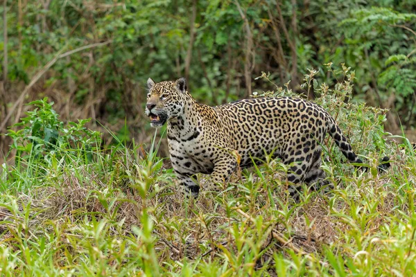 Jaguar Panthera Onca Hunting Water Edge Northern Pantanal Mata Grosso — Stock Photo, Image