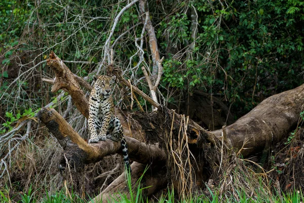 Jaguar Panthera Onca Ξεκουράζεται Στο Βόρειο Pantanal Στο Mata Grosso — Φωτογραφία Αρχείου