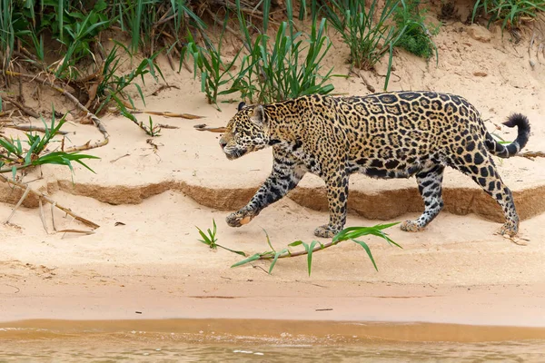 Jaguar Panthera Onca Polowanie Skraju Wody Północnym Pantanalu Mata Grosso — Zdjęcie stockowe