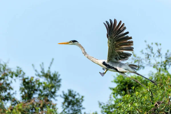 Cocoi Heron Ardea Cocoi Flying Searching Food Wetlands North Pantanal — Stock Photo, Image