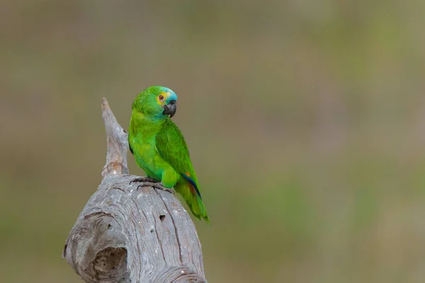 Turkuaz Öne Bakan Amazon Amazona Aestiva Ayrıca Turkuaz Önlü Papağan — Stok fotoğraf