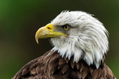 Hollanda 'daki Kel Kartal veya Amerikan Kartalının Portresi (Haliaeetus leucocephalus)