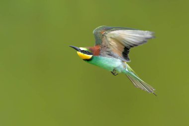 European bee-eater (Merops apiaster) in flight in Gelderland in the Netherlands. clipart