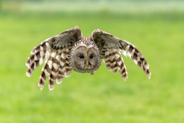 Hollanda 'nın Gelderland kentindeki çayırlarda uçan Ural baykuş (Strix uralensis)