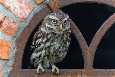 Little owl (Athene noctua) sitting in a window of a barn in Gelderland in te Netherlands clipart