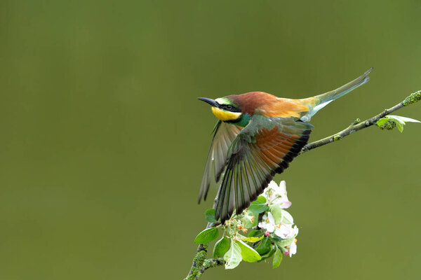 European bee-eater (Merops apiaster) in flight in Gelderland in the Netherlands.