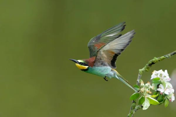 stock image European bee-eater (Merops apiaster) in flight in Gelderland in the Netherlands.