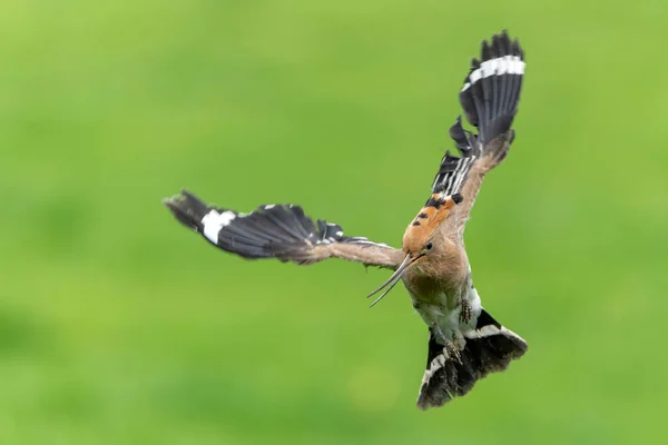 Eurasian Hoopoe Upupa Epops Flying While Searching Food Meadow Netherlands — Foto de Stock