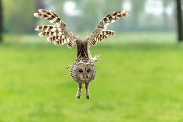 乌拉尔猫头鹰 Strix Uralensis 在荷兰Gelderland的草地上飞行 — 图库照片