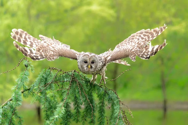 Ural Owl Strix Uralensis Létající Louce Gelderlandu Nizozemsku — Stock fotografie