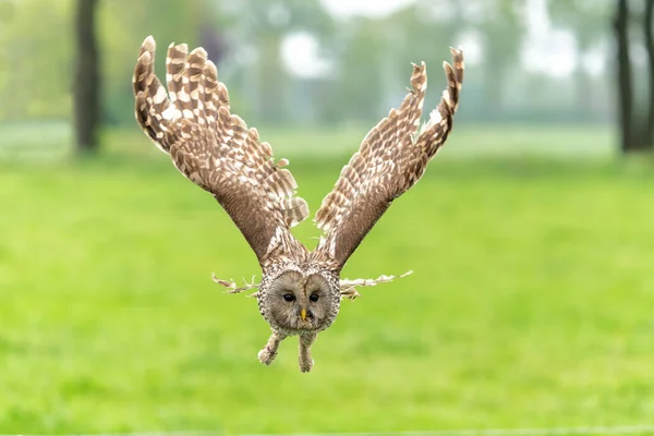 オランダのゲルダーラント州の草原を飛ぶウラルフクロウ Strix Uralensis — ストック写真