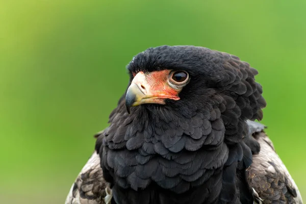 Bateleur Eagle Terathopius Ecaudatus Portréja Hollandiában Gelderlandban — Stock Fotó