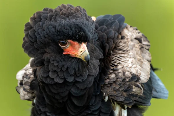 stock image Portrait of a Bateleur Eagle (Terathopius ecaudatus) in Gelderland in the Netherlands