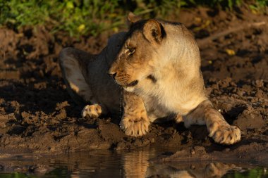 Dişi aslan (Panthera Leo), Botswana 'daki Tuli Bloğunda öğleden sonra Mashatu oyun parkında küçük bir havuzdan su içiyor.