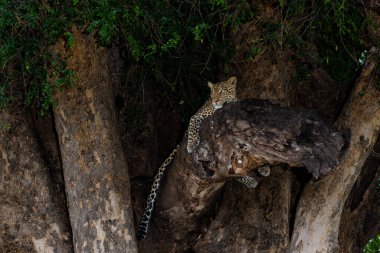 Leopar (Panthera Pardus) Botsvana 'daki Tuli Bloğundaki Mashatu Oyun Rezervinde bir ağaçta