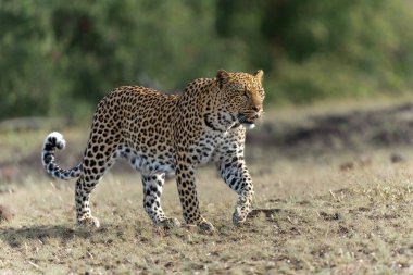 Leopar (Panthera Pardus) Botsvana 'daki Tuli Bloğundaki Mashatu Oyun Barajı' nda yiyecek arıyor.