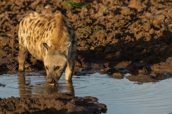 Gespot Hyena Crocuta Crocuta Drinken Uit Een Klein Zwembad Het — Stockfoto