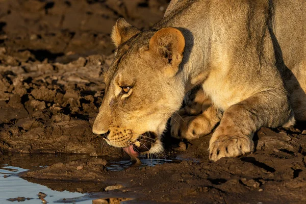 Dişi Aslan Panthera Leo Botswana Daki Tuli Bloğunda Öğleden Sonra — Stok fotoğraf