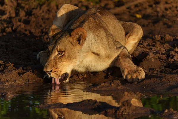 Lionne Panthera Leo Buvant Dans Une Petite Piscine Lumière Chaude — Photo