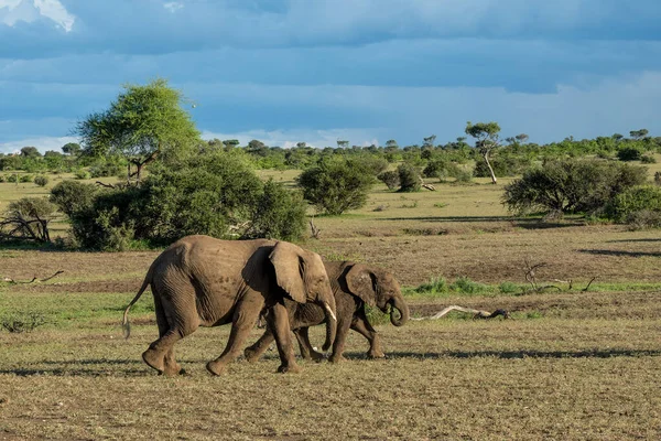 보츠와 구획에 지구를 코끼리들 — 스톡 사진