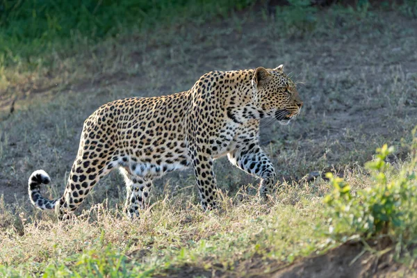 Leopardo Panthera Pardus Buscando Comida Lecho Río Seco Reserva Caza — Foto de Stock