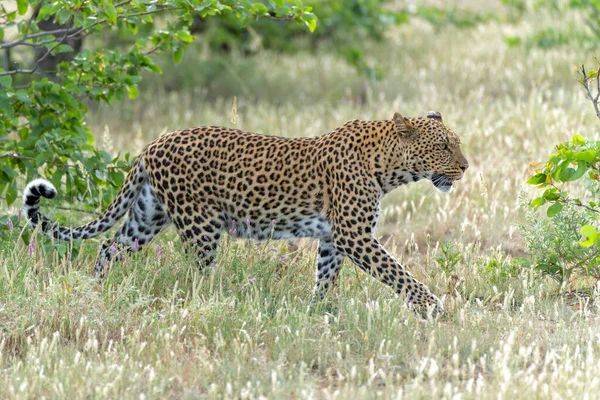 Leopárd Panthera Pardus Élelmiszert Keres Egy Száraz Folyómeder Körül Mashatu — Stock Fotó