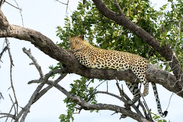 Leopardo Panthera Pardus Árbol Reserva Caza Mashatu Bloque Tuli Botswana — Foto de Stock