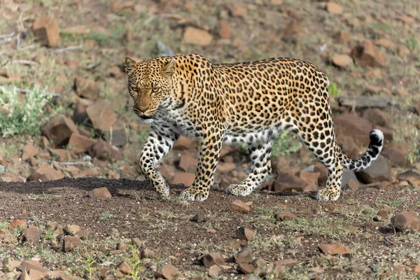 Leopard Panthera Pardus Auf Nahrungssuche Einem Trockenen Flussbett Mashatu Wildreservat — Stockfoto