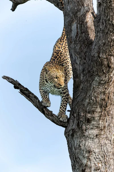 Leopard Panthera Pardus Stromě Rezervaci Zvěře Mashatu Bloku Tuli Botswaně — Stock fotografie