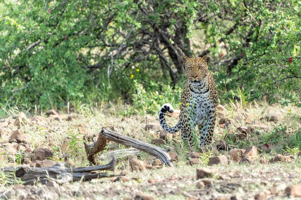 Leopárd Panthera Pardus Élelmiszert Keres Egy Száraz Folyómeder Körül Mashatu — Stock Fotó