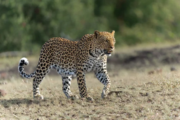 博茨瓦纳Tuli块Mashatu野生动物保护区 Panthera Pardus 在干涸的河床上觅食 — 图库照片