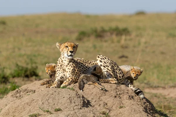 Cheetah Acinonyx Jubatus Met Haar Welpen Rustend Een Termietenheuvel Het — Stockfoto