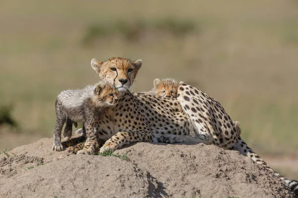 Cheetah Acinonyx Jubatus Avec Ses Petits Reposant Sur Termite Dans — Photo