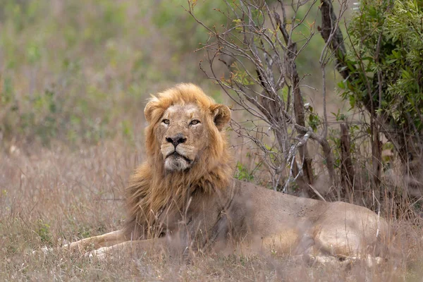 Leone Maschio Che Gironzola Nel Parco Nazionale Kruger Sud Africa — Foto Stock