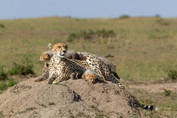 Cheetah Acinonyx Jubatus Med Sina Ungar Vilande Termitkulle Masai Mara — Stockfoto