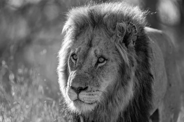 南アフリカのクルーガー国立公園にはライオンのオスがぶらついています — ストック写真