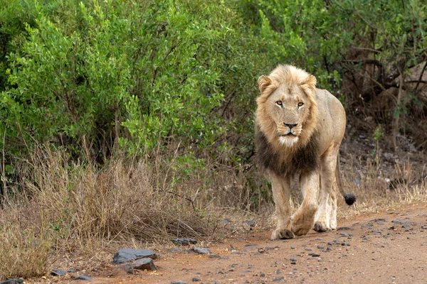 Hombre León Merodeando Por Parque Nacional Kruger Sudáfrica — Foto de Stock