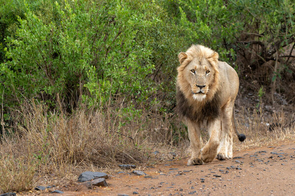 Lion male hanging around in the Kruger National Park in South Africa