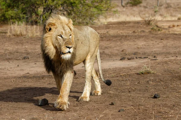 Löwenmännchen Hängt Krüger Nationalpark Südafrika Herum — Stockfoto
