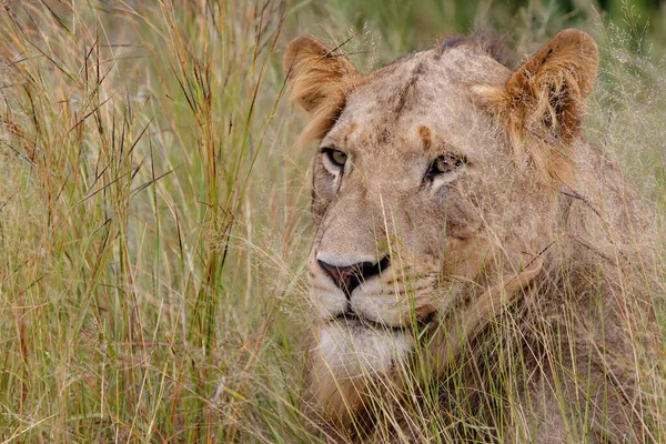 Samiec Lwa Kręcący Się Parku Narodowym Kruger Rpa — Zdjęcie stockowe