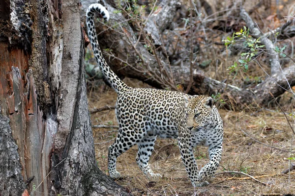 Leopard Panthera Pardus Bardzo Blada Samica Poszukująca Zdobyczy Podczas Kontroli — Zdjęcie stockowe
