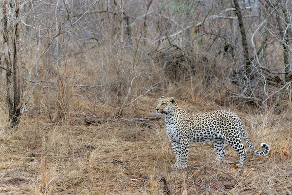 美洲豹 Panthera Pardus 一种非常苍白的雌性 在南非大克鲁格地区的萨比沙漠野生动物保护区内寻找猎物 同时控制着自己的领地 — 图库照片